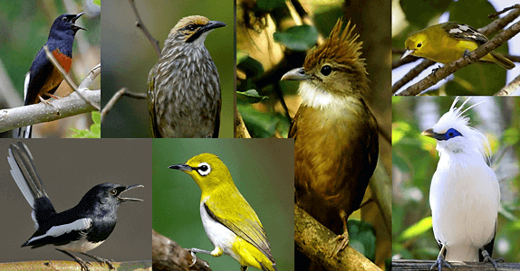 Detail Semua Burung Berkicau Nomer 12