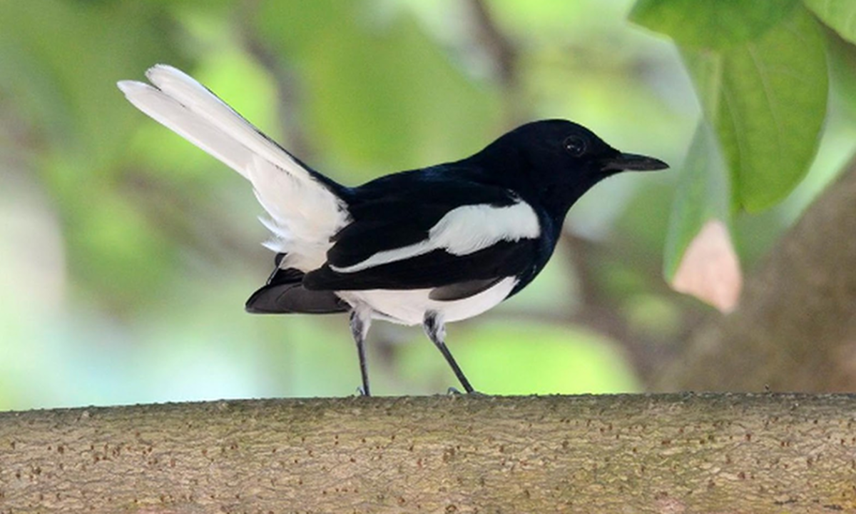 Detail Semua Burung Berkicau Nomer 13