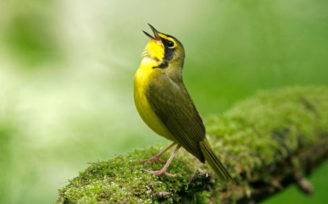 Detail Semua Burung Berkicau Nomer 14