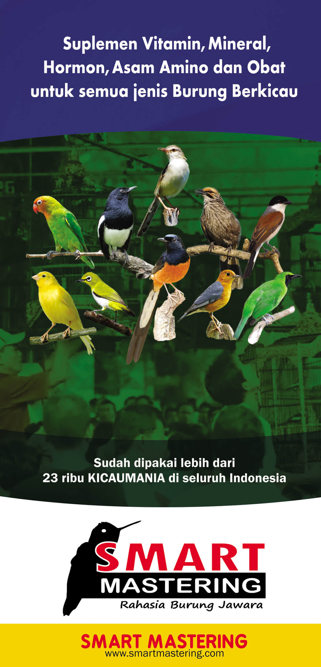 Detail Semua Burung Berkicau Nomer 19