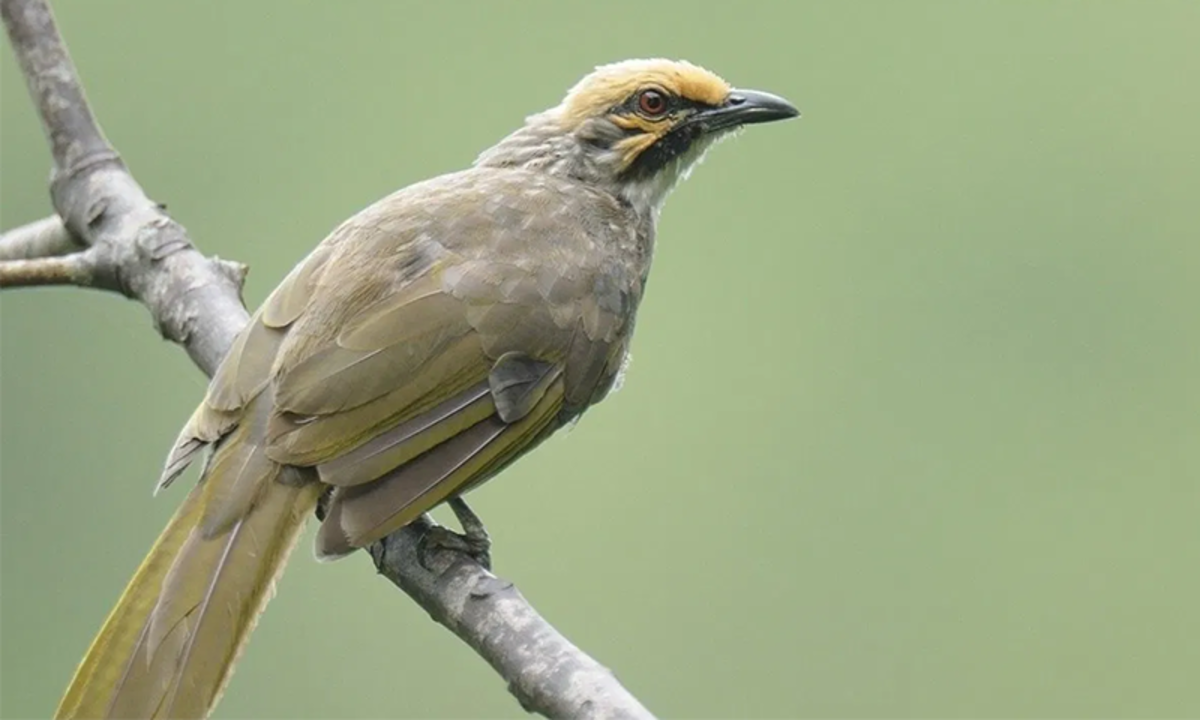 Detail Semua Burung Berkicau Nomer 3