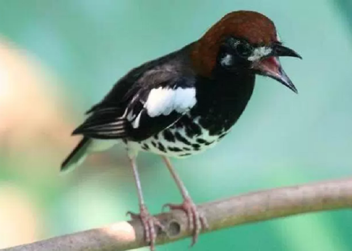 Detail Semua Burung Berkicau Nomer 21