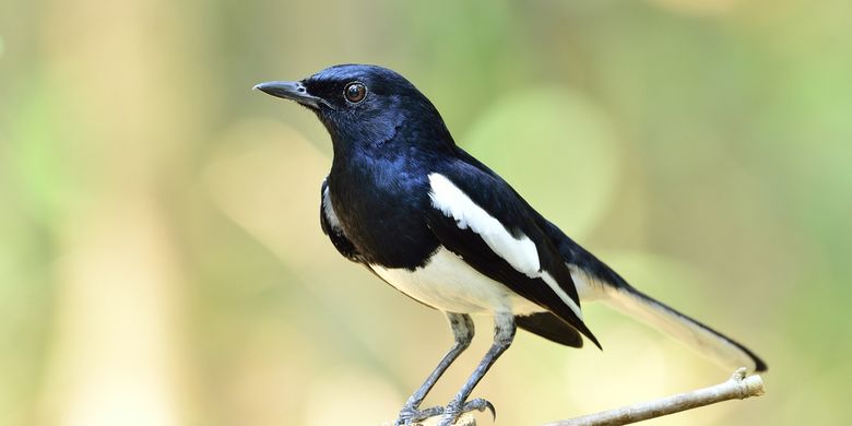 Detail Semua Burung Berkicau Nomer 22