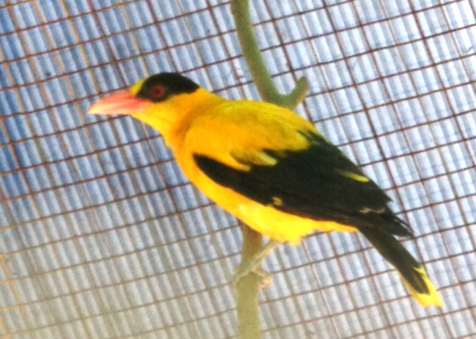 Detail Semua Burung Berkicau Nomer 24
