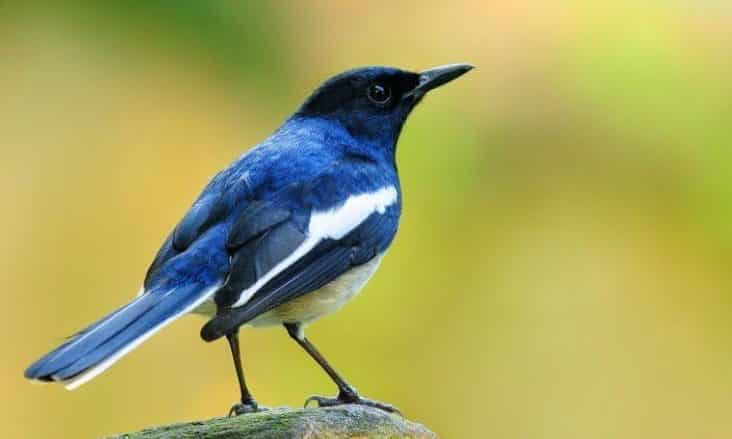 Detail Semua Burung Berkicau Nomer 25