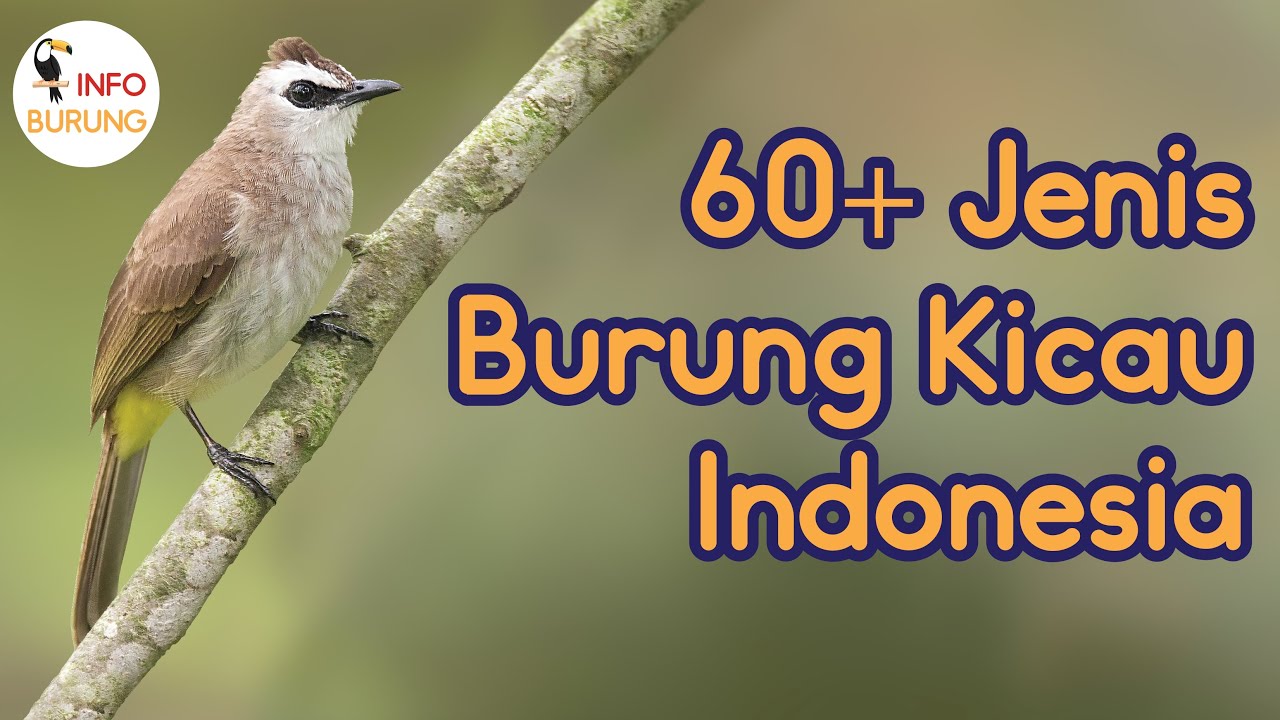 Detail Semua Burung Berkicau Nomer 26