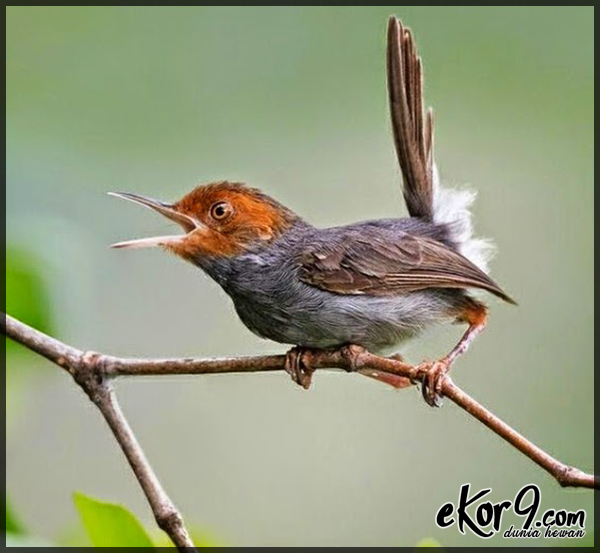 Detail Semua Burung Berkicau Nomer 27