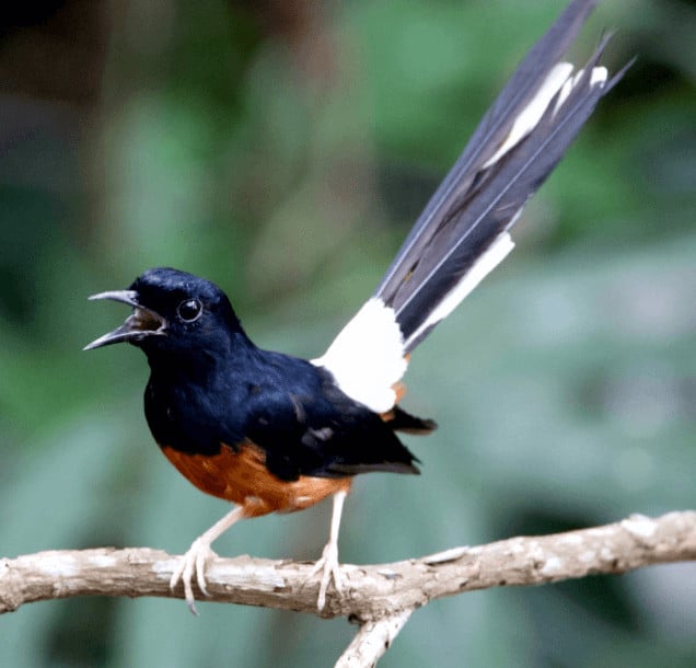 Detail Semua Burung Berkicau Nomer 4