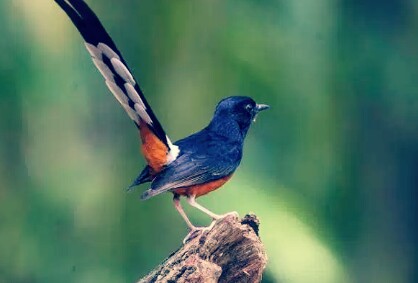 Detail Semua Burung Berkicau Nomer 28