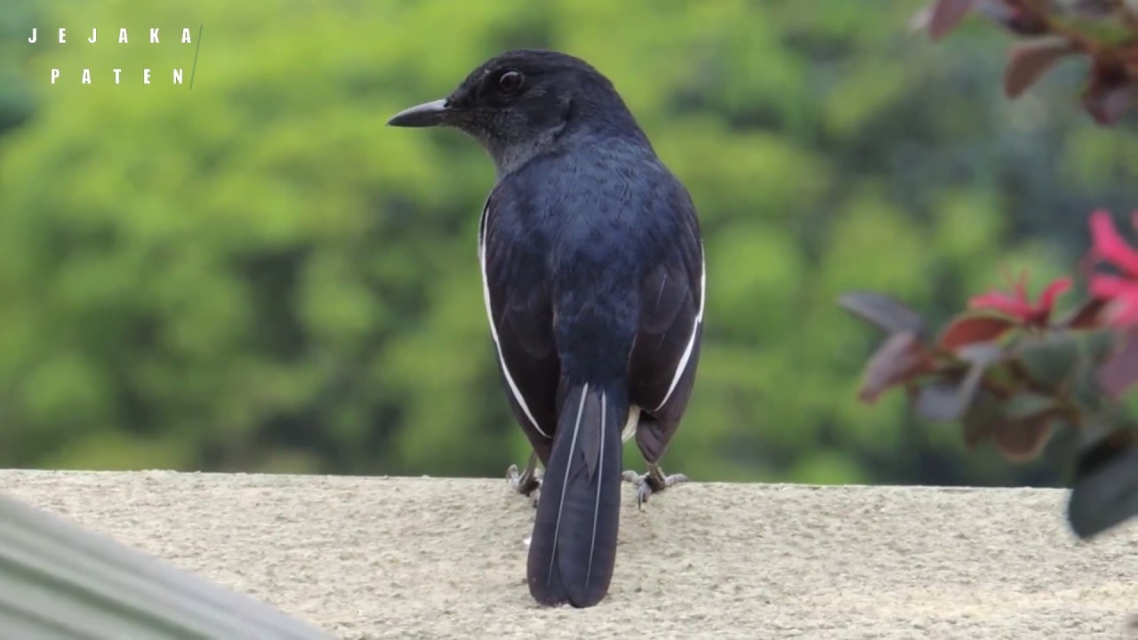 Detail Semua Burung Berkicau Nomer 29