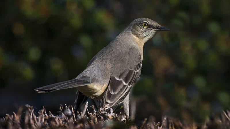 Detail Semua Burung Berkicau Nomer 30