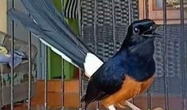 Detail Semua Burung Berkicau Nomer 35