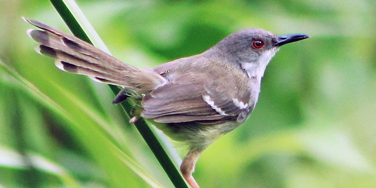 Detail Semua Burung Berkicau Nomer 41
