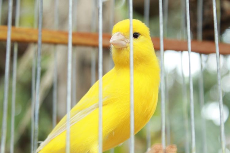 Detail Semua Burung Berkicau Nomer 42