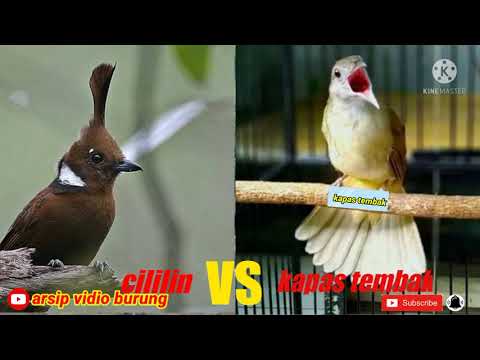 Detail Semua Burung Berkicau Nomer 43