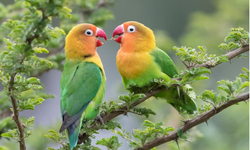Detail Semua Burung Berkicau Nomer 44