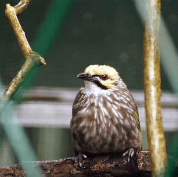 Detail Semua Burung Berkicau Nomer 46