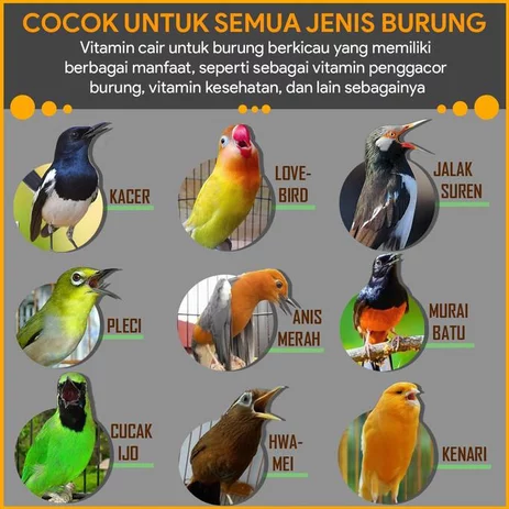 Detail Semua Burung Berkicau Nomer 6