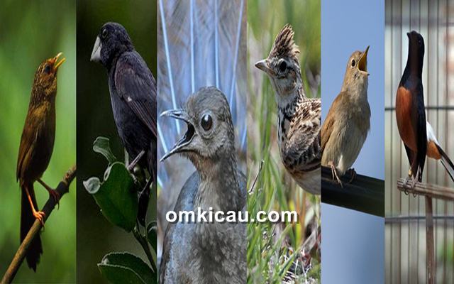 Detail Semua Burung Berkicau Nomer 47