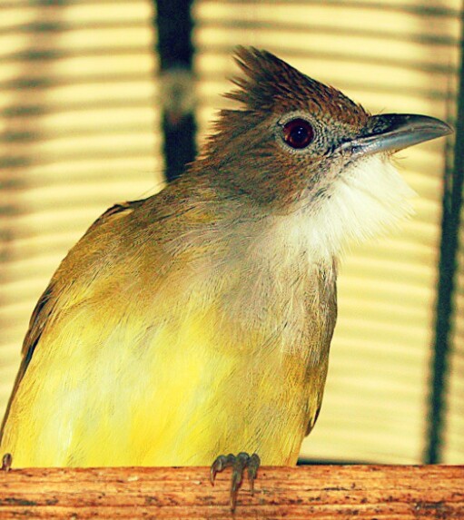 Detail Semua Burung Berkicau Nomer 50