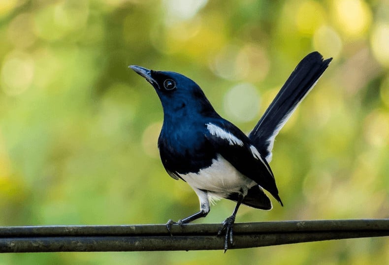 Detail Semua Burung Berkicau Nomer 51