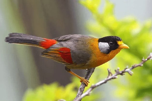 Detail Semua Burung Berkicau Nomer 52