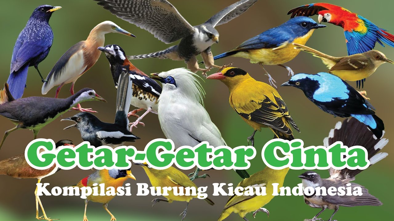 Detail Semua Burung Berkicau Nomer 8