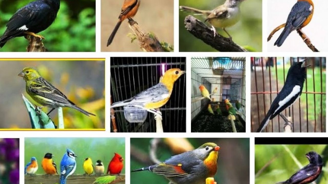 Detail Semua Burung Berkicau Nomer 9