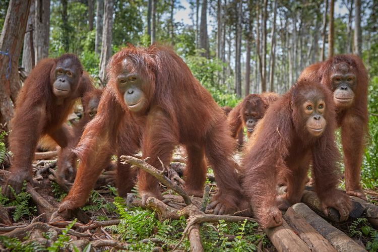 Detail Semua Gambar Hewan Di Hutan Nomer 12