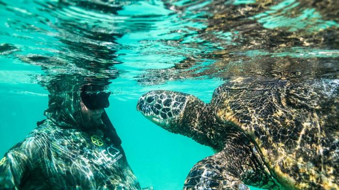 Detail Semua Gambar Hewan Yang Ada Di Laut Nomer 46