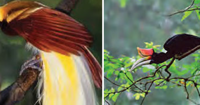 Detail Seni Budaya Gambar Fauna Burung Nomer 21