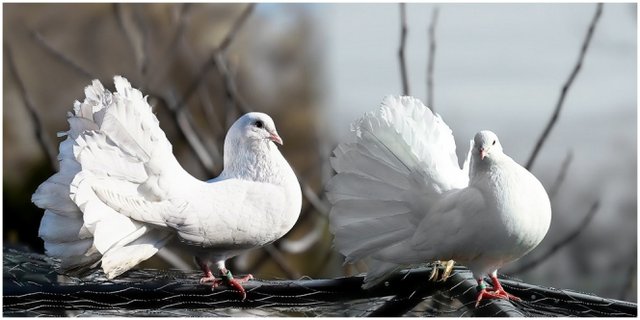 Detail Sepasang Burung Merpati Nomer 16