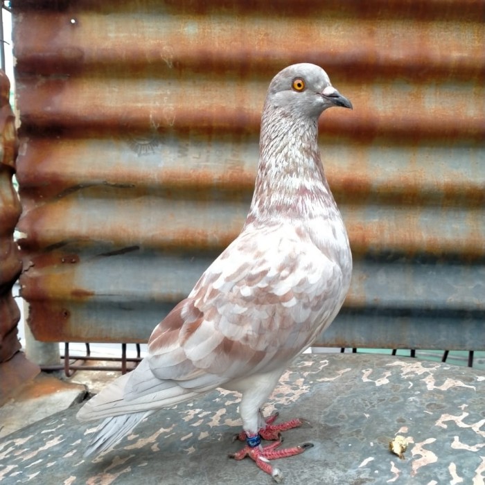 Detail Sepasang Burung Merpati Nomer 39