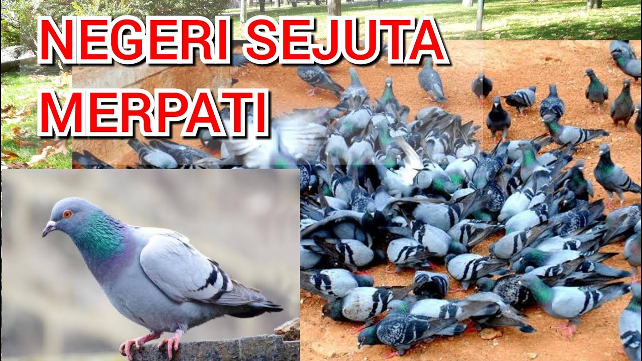 Detail Sepasang Burung Merpati Nomer 48