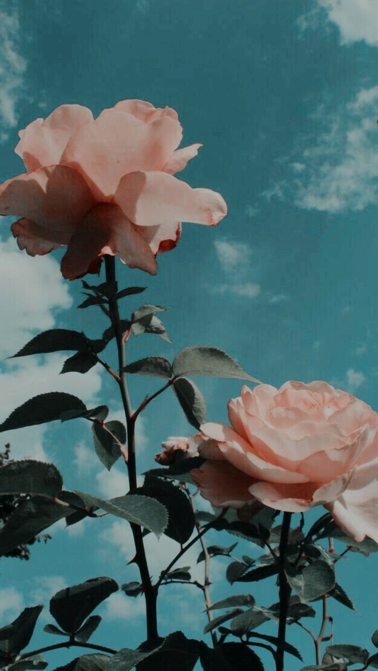 Detail Wallpaper Tumblr Nomer 41