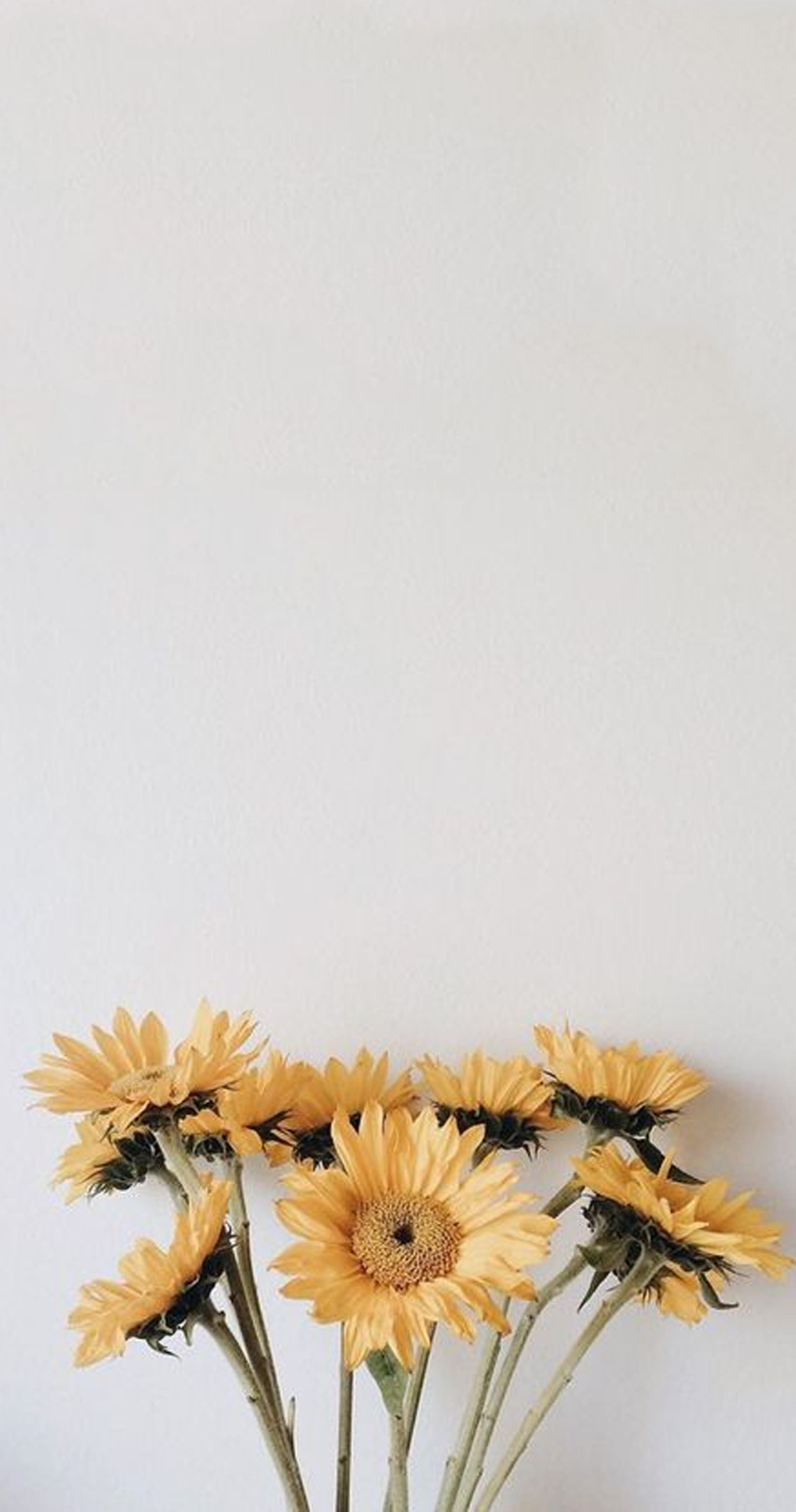 Detail Wallpaper Tumblr Nomer 49