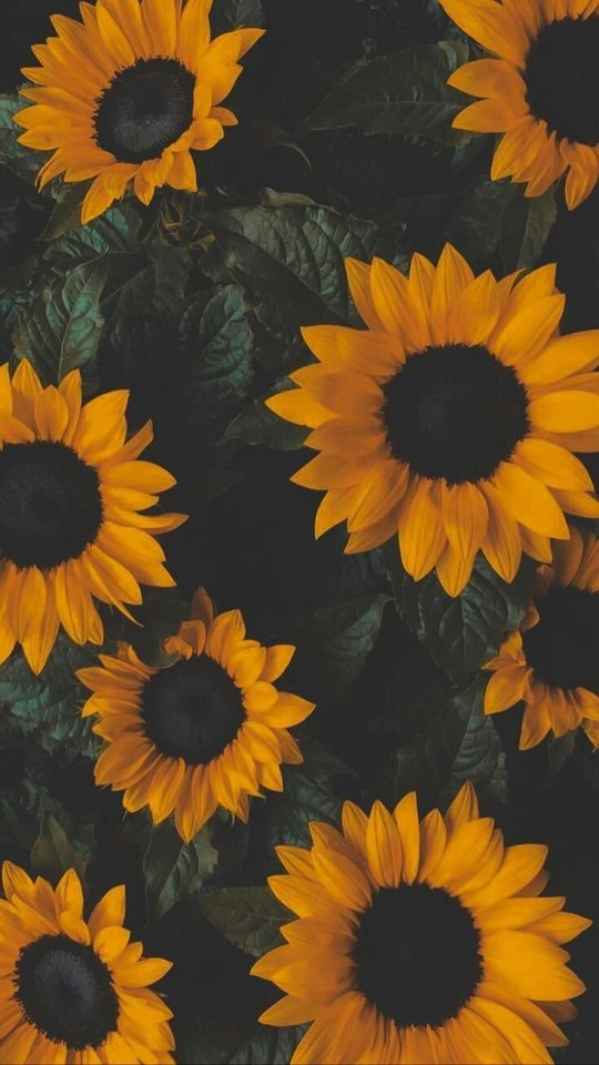Detail Wallpaper Tumblr Nomer 8