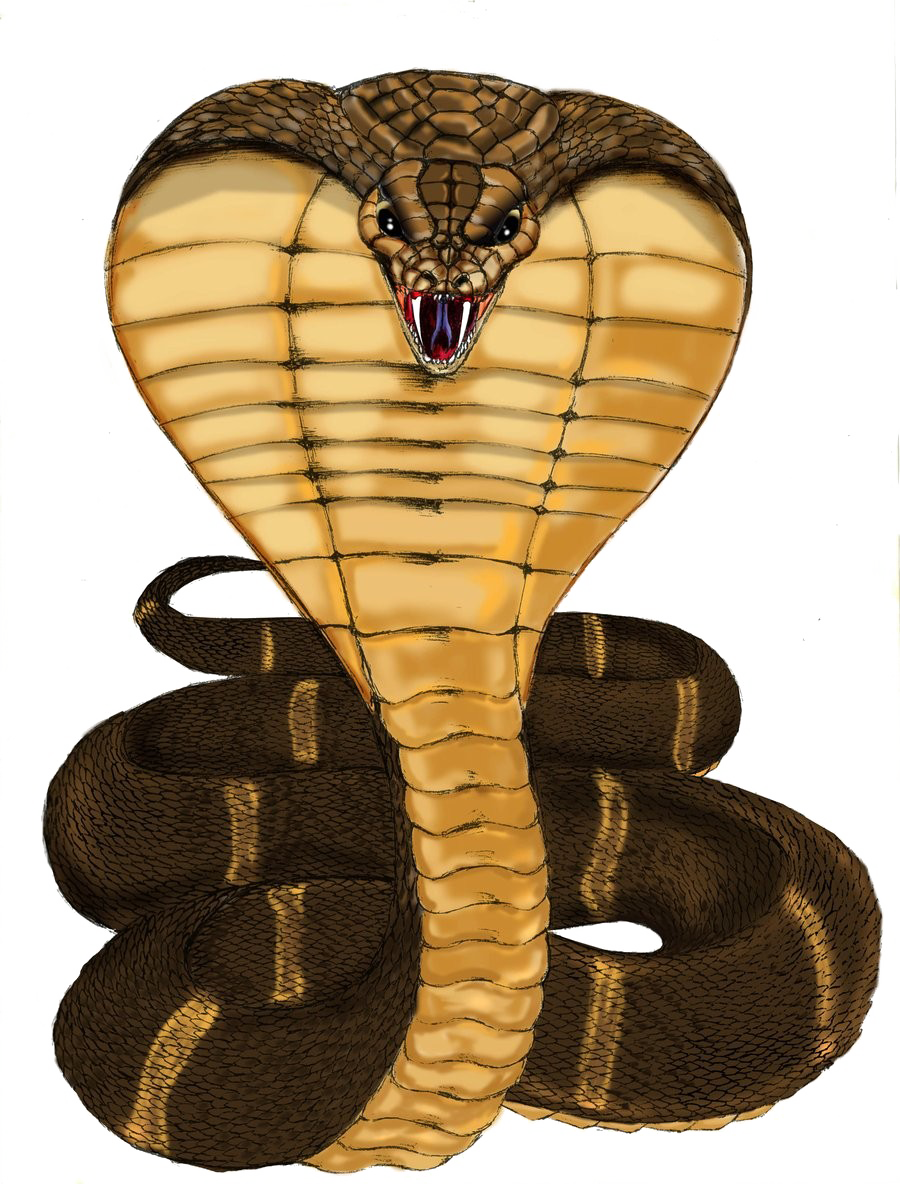 Detail Wallpaper Ular Cobra Nomer 14