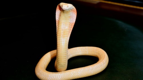 Detail Wallpaper Ular Cobra Nomer 22