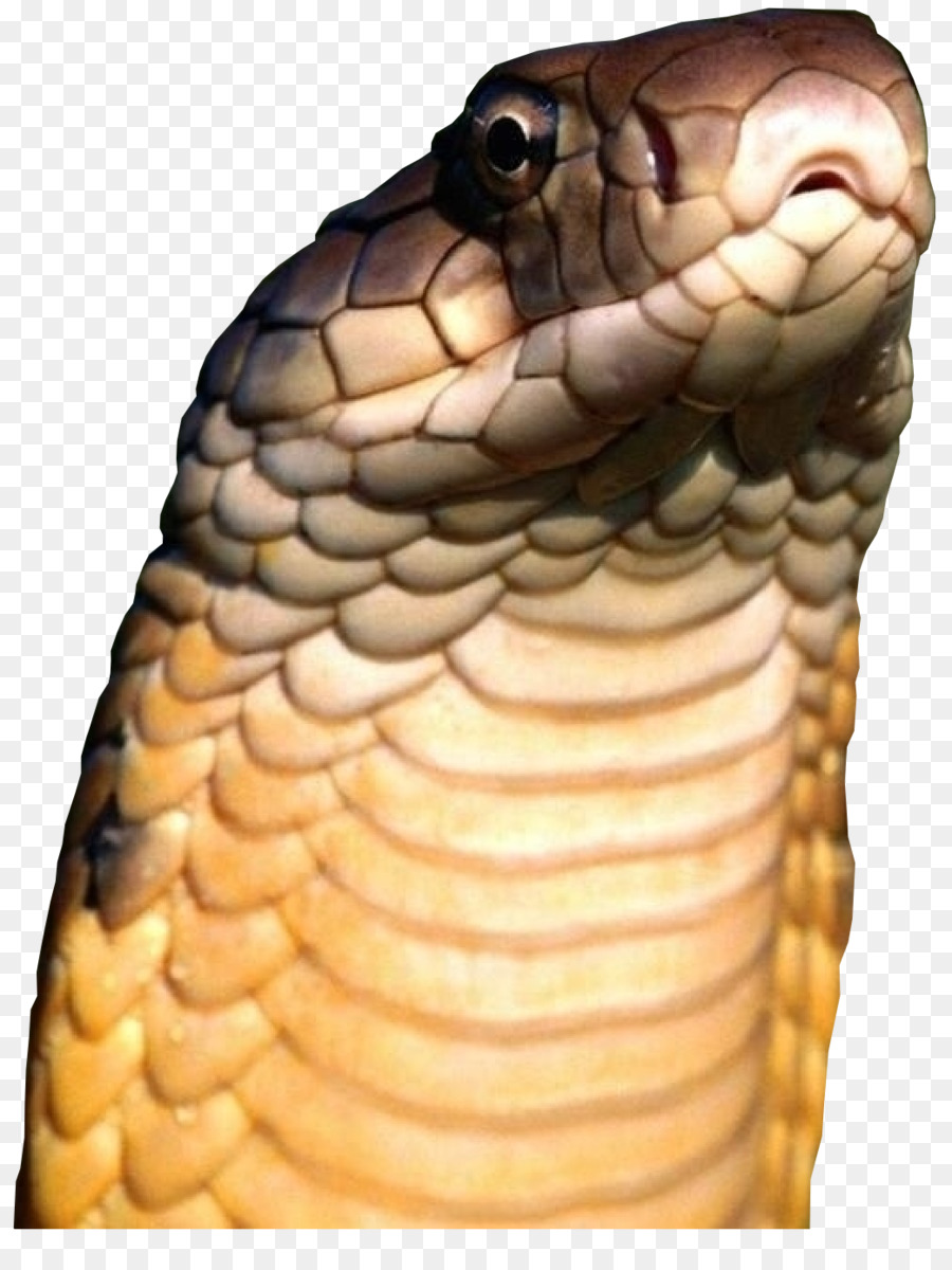 Detail Wallpaper Ular Cobra Nomer 23