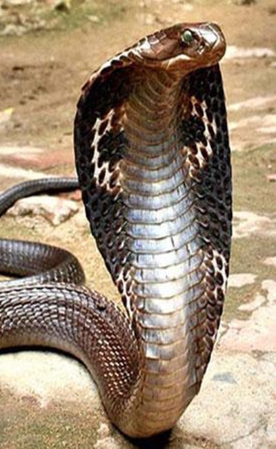 Detail Wallpaper Ular Cobra Nomer 31