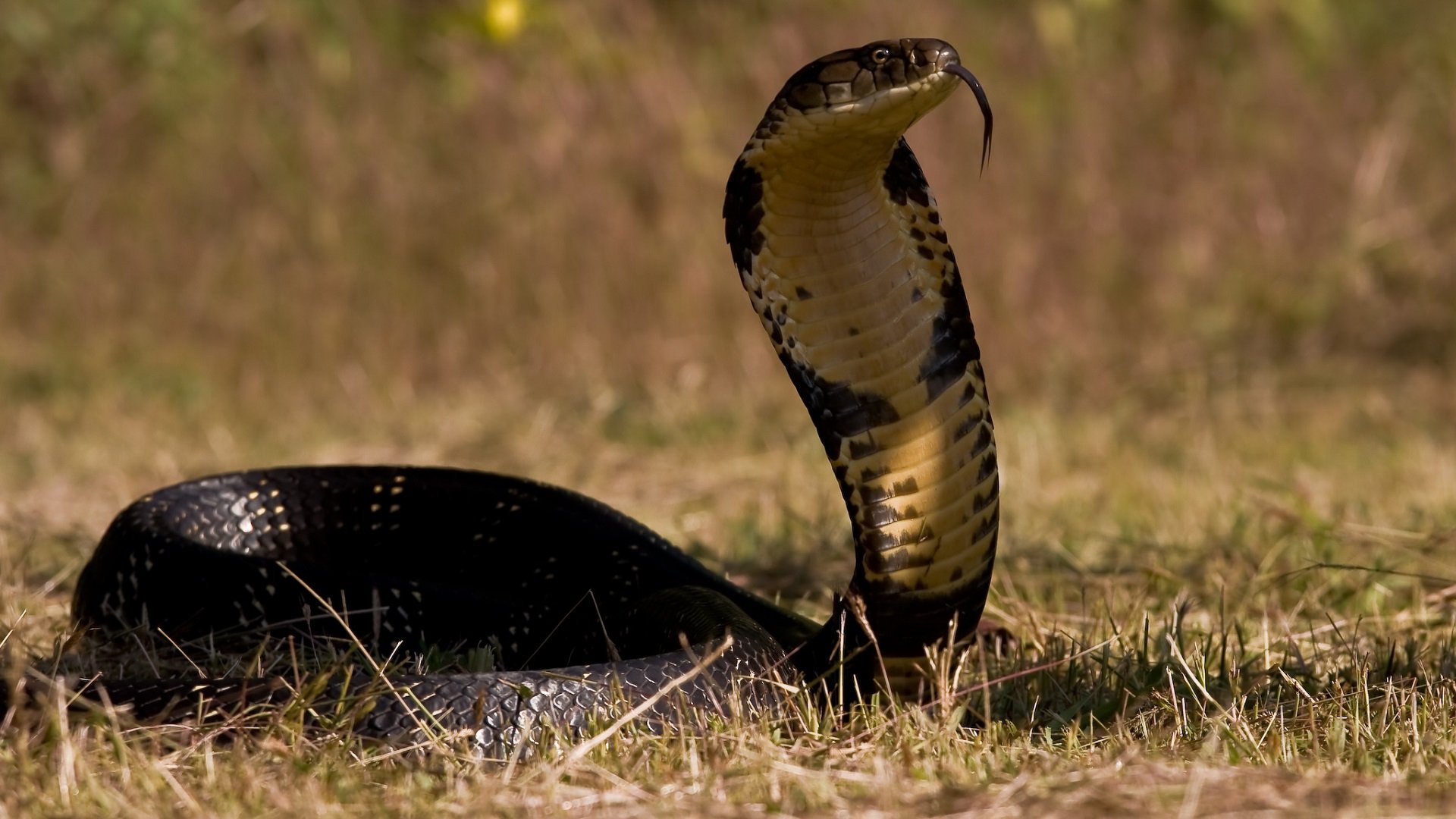 Detail Wallpaper Ular Cobra Nomer 34