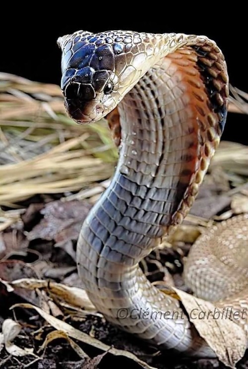 Detail Wallpaper Ular Cobra Nomer 36
