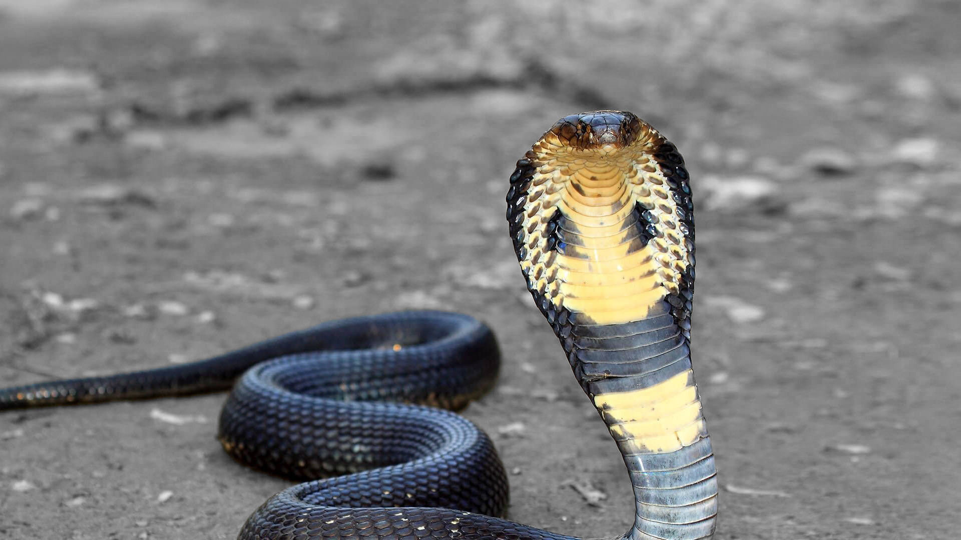 Detail Wallpaper Ular Cobra Nomer 43