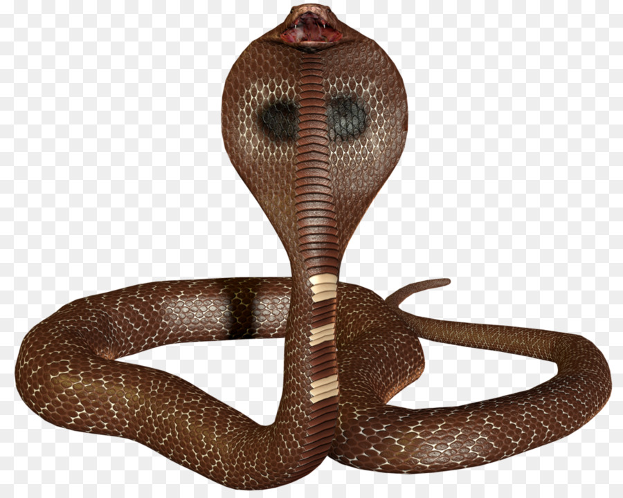 Detail Wallpaper Ular Cobra Nomer 44