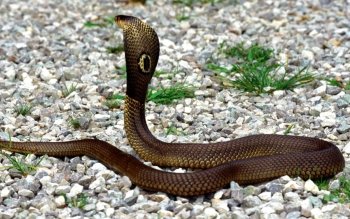 Detail Wallpaper Ular Cobra Nomer 48