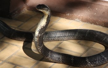 Detail Wallpaper Ular Cobra Nomer 53