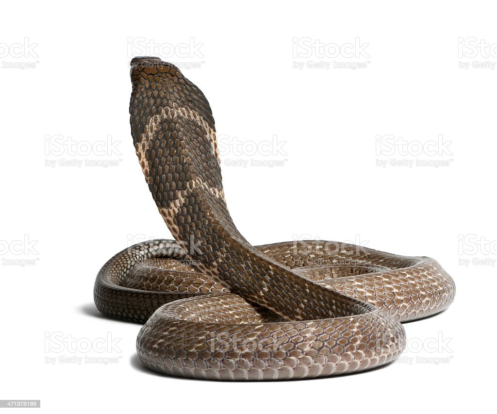Detail Wallpaper Ular Cobra Nomer 55