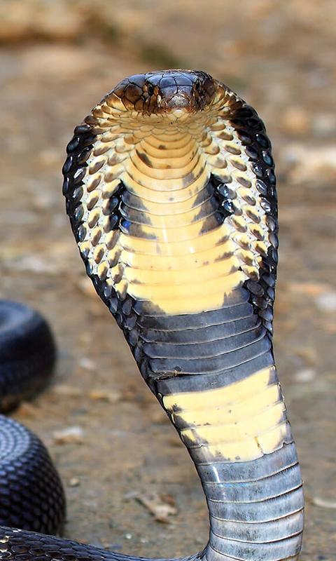 Detail Wallpaper Ular Cobra Nomer 7