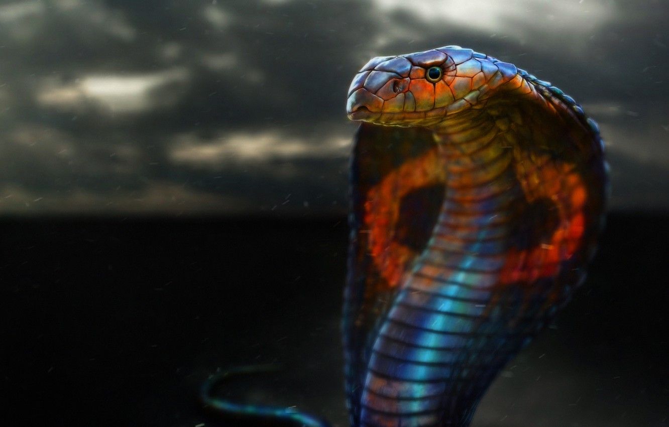Detail Wallpaper Ular Cobra Nomer 9